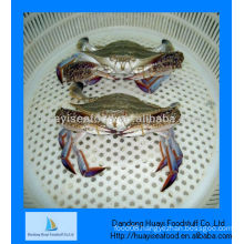 frozen blue swimming crab